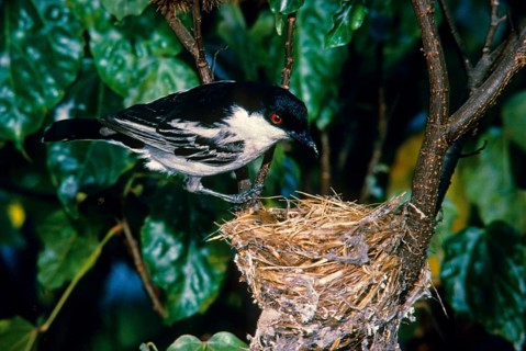 Snowball Shrike
