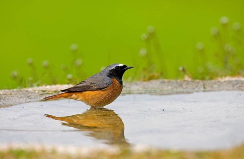 Redstart