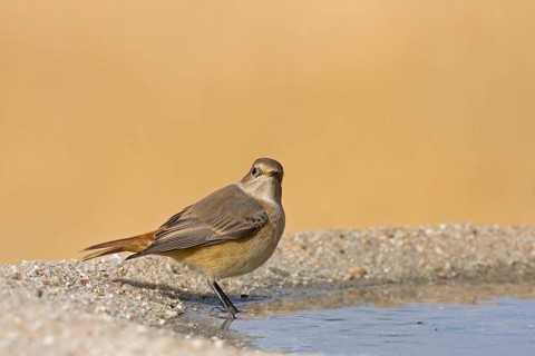 Redstart