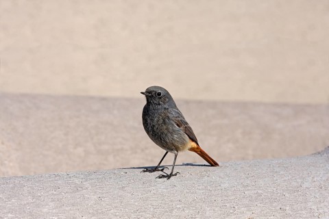 Black Redstart