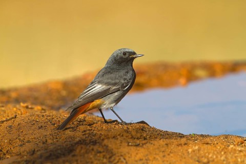 Black Redstart