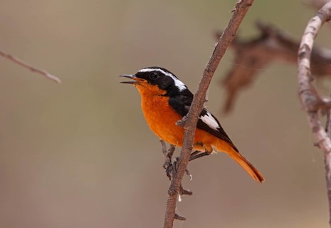 Diadem Redstart