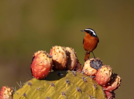 Diadem Redstart
