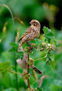 Streaked Peacock Seedeater