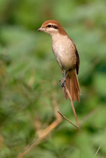 Brown Shrike