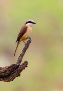 Brown Shrike