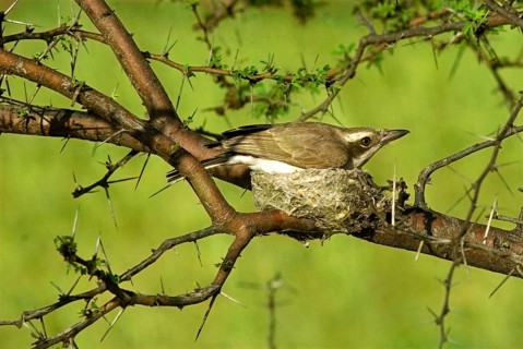 Common Wood Shrike