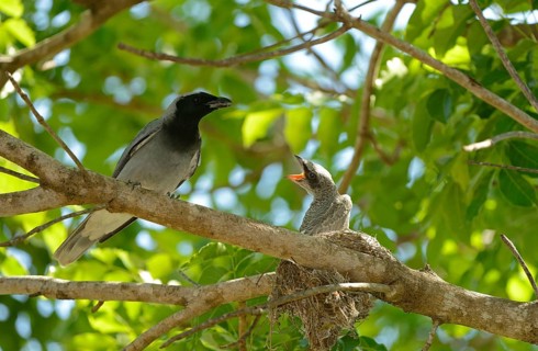 Black-faced Cuckoo-shrike