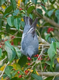 Barred cuckooshrike
