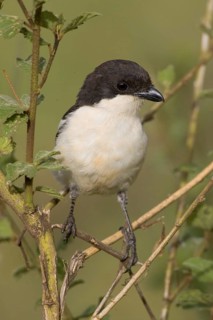 Southern fiscal