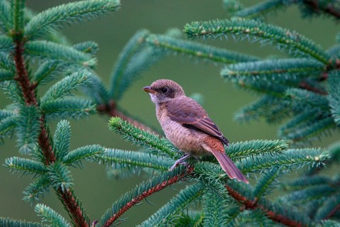 Juvenile grey-backed shrike