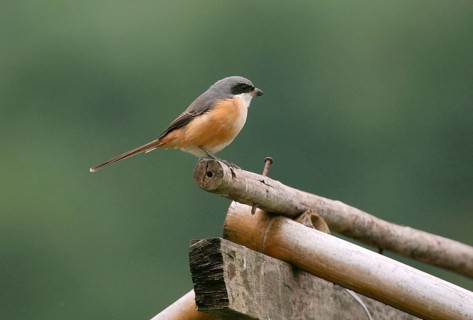 Adult grey-backed shrike