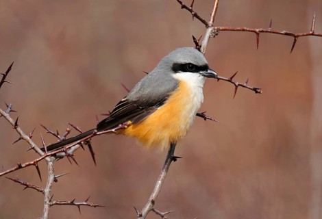 Adult grey-backed shrike