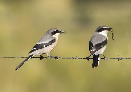 Great Grey Shrike