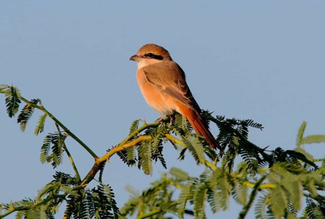 Isabelline isabelline shrike