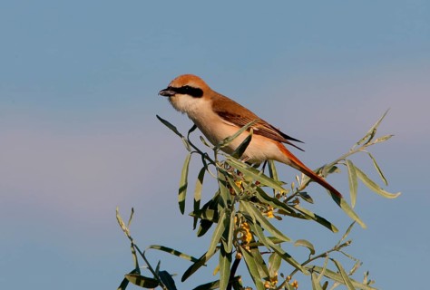 Turkestan Shrike