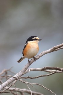 Masked shrike