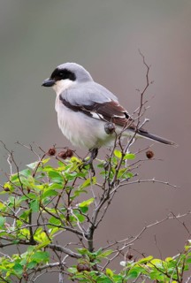 Lesser grey shrike
