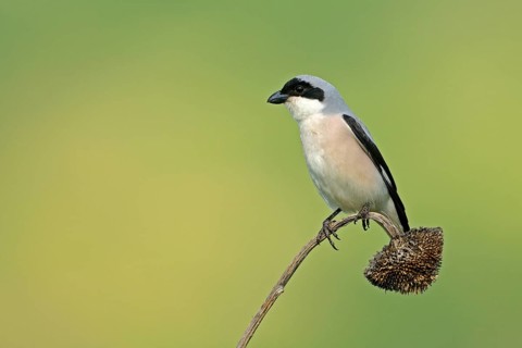 Adult Lesser Grey Shrike