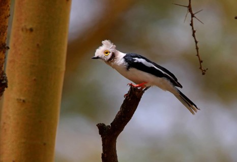 White white-crested helmetshrike