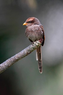 Yellow-billed shrike