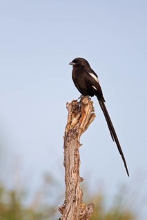 Magpie Shrike