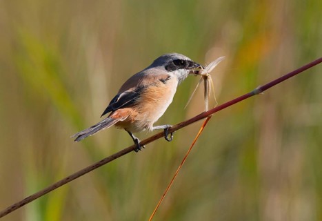 Long-tailed shrike
