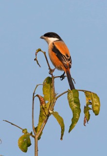 Chess Shrike