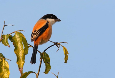 Chess Shrike