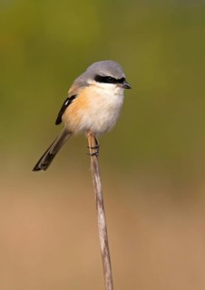 Long-tailed Shrike adult