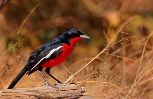 Crimson-breasted shrike