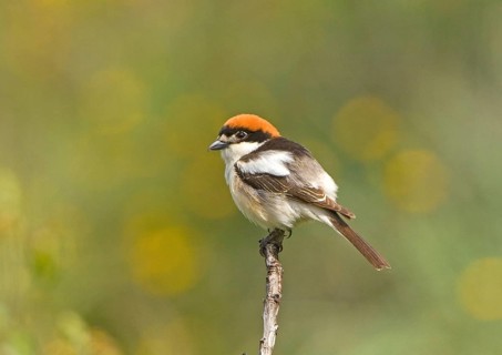 Woodchat shrike
