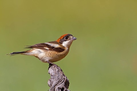 Woodchat Shrike