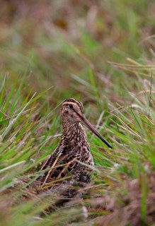 Great snipe