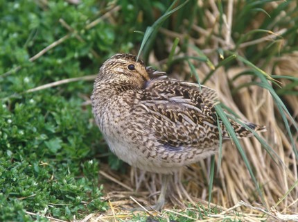 Snipe