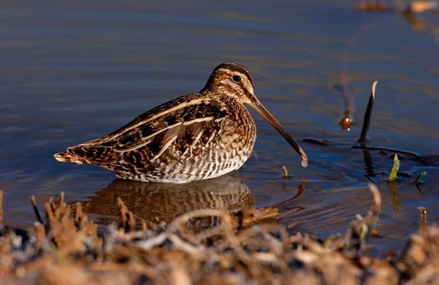 Wilson's Snipe