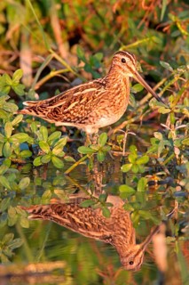 Common snipe
