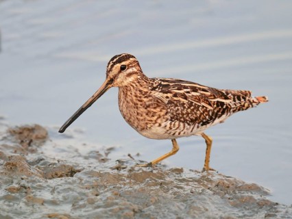 Common Snipe