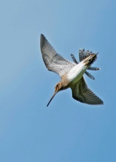 Common Snipe