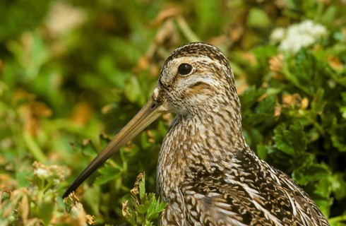 Magellanic Snipe