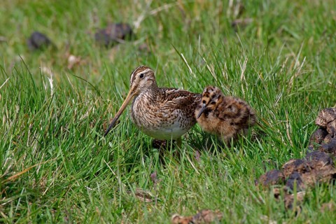 Gallinago paraguaiae magellanica
