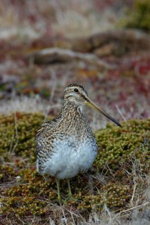 Gallinago paraguaiae magellanica