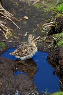 Gallinago paraguaiae magellanica