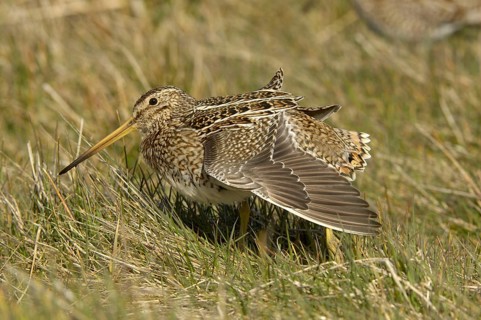 Magellan Snipe