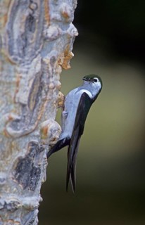 Violet-green swallow