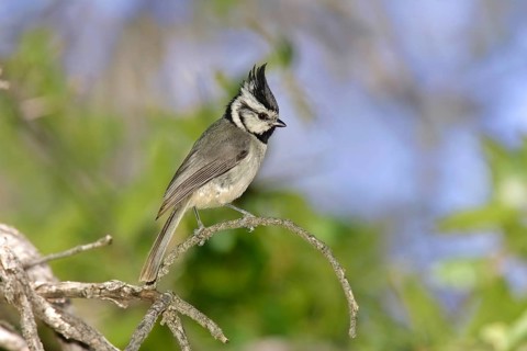 Bridled titmouse