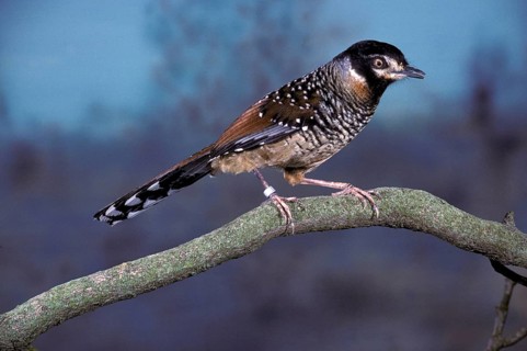 Ianthocincla ocellata