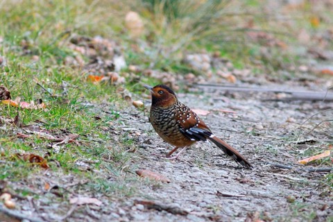 Spotted Laughingthrush