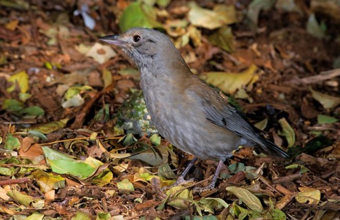 Grey Shrike Thrush Amongst dead lea