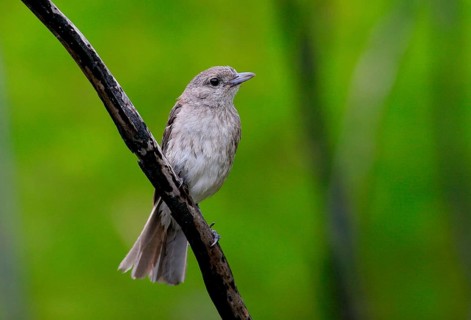 Grey Shrike-thrush